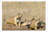 Black Tailed Prairie Dogs by Anonymous