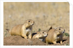Black Tailed Prairie Dogs by Anonymous