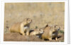 Black Tailed Prairie Dogs by Anonymous