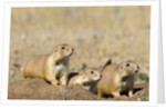 Black Tailed Prairie Dogs by Anonymous