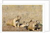 Black Tailed Prairie Dogs by Anonymous
