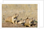 Black Tailed Prairie Dogs by Anonymous