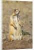 Black Tailed Prairie Dog by Anonymous