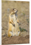 Black Tailed Prairie Dog by Anonymous