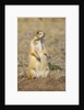 Black Tailed Prairie Dog by Anonymous