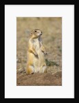 Black Tailed Prairie Dog by Anonymous
