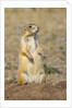 Black Tailed Prairie Dog by Anonymous