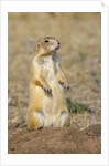 Black Tailed Prairie Dog by Anonymous
