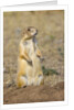 Black Tailed Prairie Dog by Anonymous