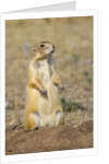 Black Tailed Prairie Dog by Anonymous