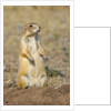 Black Tailed Prairie Dog by Anonymous