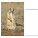 Black Tailed Prairie Dog by Anonymous