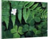 Redwood Sorrel and Bracken Fern by Anonymous