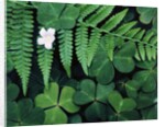 Redwood Sorrel and Bracken Fern by Anonymous