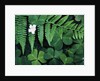 Redwood Sorrel and Bracken Fern by Anonymous