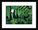 Redwood Sorrel and Bracken Fern by Anonymous