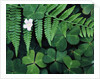 Redwood Sorrel and Bracken Fern by Anonymous