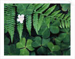 Redwood Sorrel and Bracken Fern by Anonymous