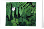 Redwood Sorrel and Bracken Fern by Anonymous