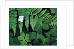 Redwood Sorrel and Bracken Fern by Anonymous