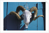 Ram Skull for Sale by Anonymous