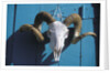 Ram Skull for Sale by Anonymous