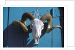 Ram Skull for Sale by Anonymous