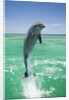 Jumping Bottlenose Dolphin by Anonymous