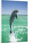 Jumping Bottlenose Dolphin by Anonymous