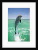 Jumping Bottlenose Dolphin by Anonymous