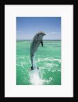 Jumping Bottlenose Dolphin by Anonymous