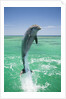 Jumping Bottlenose Dolphin by Anonymous