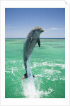 Jumping Bottlenose Dolphin by Anonymous