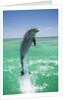 Jumping Bottlenose Dolphin by Anonymous