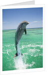 Jumping Bottlenose Dolphin by Anonymous