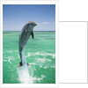 Jumping Bottlenose Dolphin by Anonymous