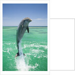 Jumping Bottlenose Dolphin by Anonymous