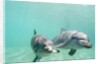 Bottlenose Dolphins by Anonymous
