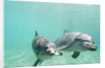 Bottlenose Dolphins by Anonymous