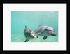 Bottlenose Dolphins by Anonymous
