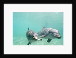 Bottlenose Dolphins by Anonymous