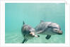 Bottlenose Dolphins by Anonymous