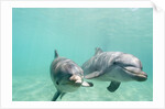 Bottlenose Dolphins by Anonymous