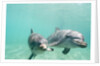 Bottlenose Dolphins by Anonymous