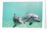 Bottlenose Dolphins by Anonymous
