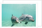 Bottlenose Dolphins by Anonymous