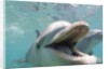 Bottlenose Dolphin Opening Mouth by Anonymous