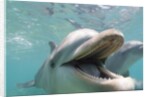 Bottlenose Dolphin Opening Mouth by Anonymous