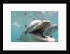 Bottlenose Dolphin Opening Mouth by Anonymous