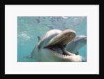 Bottlenose Dolphin Opening Mouth by Anonymous